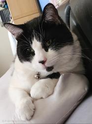 Lost Male Cat last seen Perry drive and Alex drive, North Brunswick Township, NJ 08902