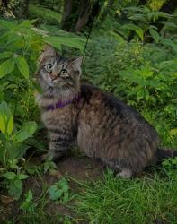 Reunited Female Cat last seen Central street , Newport, KY 41071