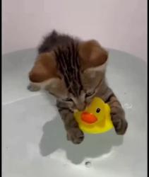 Lost Female Cat last seen Southcash movie theater , Orlando, FL 32801