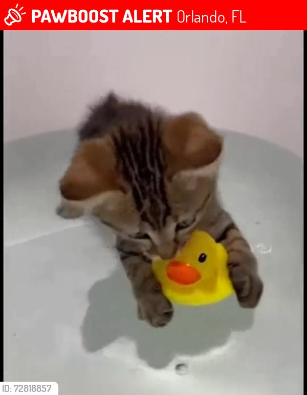Lost Female Cat last seen Southcash movie theater, Orlando, FL 32801