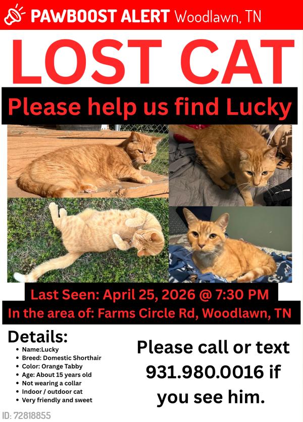 Lost Male Cat last seen farms circle rd woodlawn tn, Woodlawn, TN 37191