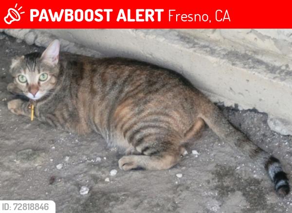 Lost Female Cat last seen Shaw between Cedar and Maple / Fresno State, Fresno, CA 93726