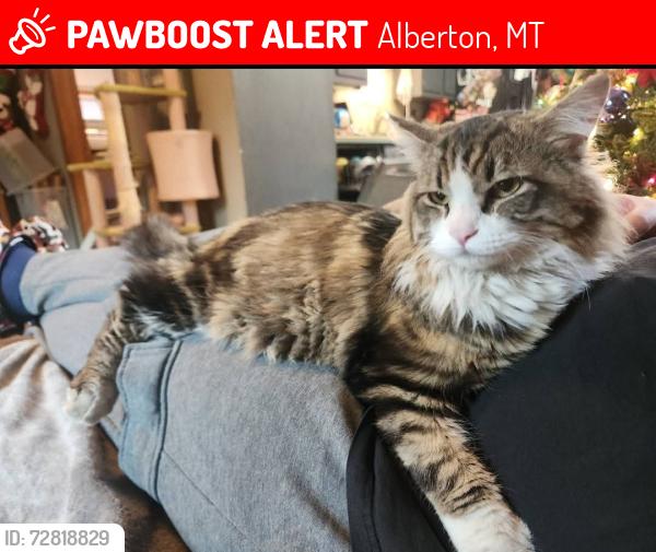 Lost Male Cat last seen Alberton public school. And the Alberton US Post Office, Alberton, MT 59820