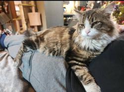 Lost Male Cat last seen Alberton public school. And the Alberton US Post Office, Alberton, MT 59820