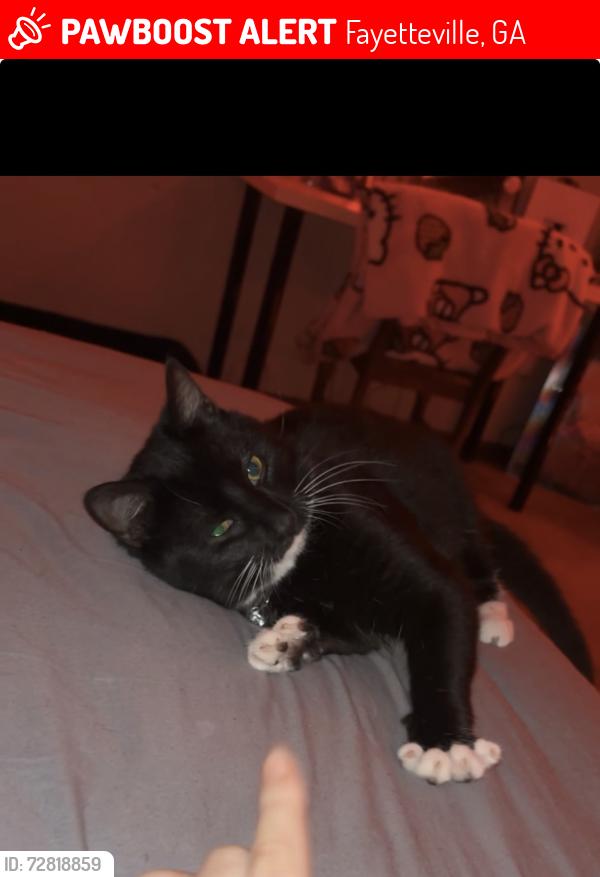 Lost Male Cat last seen us 92, Fayetteville, GA 30215