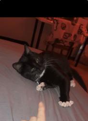 Lost Male Cat last seen us 92, Fayetteville, GA 30215