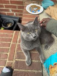 Found/Stray Male Cat last seen Near paper ridge court , Lawrenceville, GA 30046