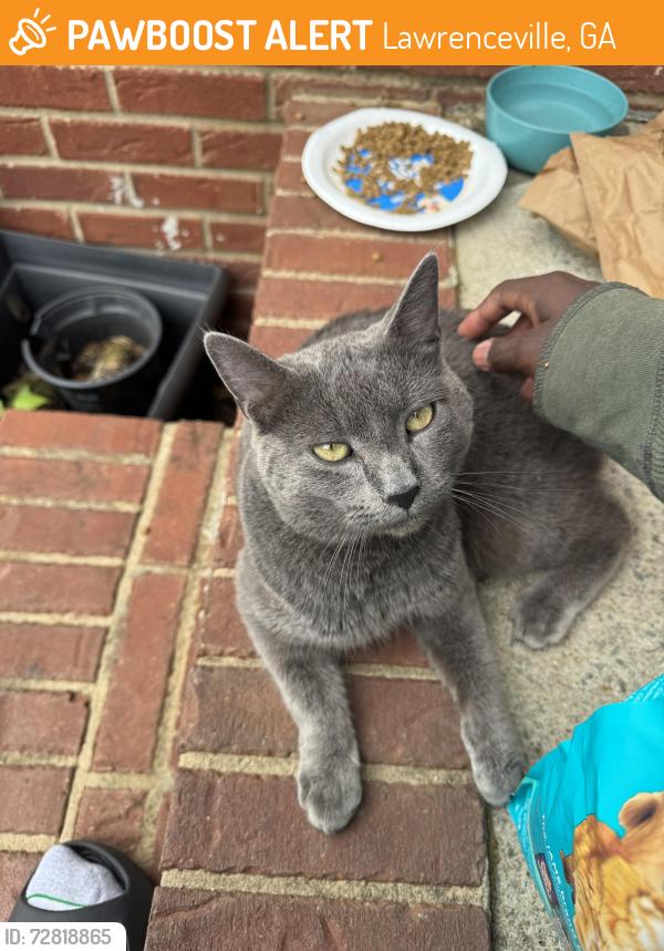 Found/Stray Male Cat last seen Near paper ridge court , Lawrenceville, GA 30046