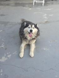 Found/Stray Male Dog last seen Wells, Riverside, CA 92501