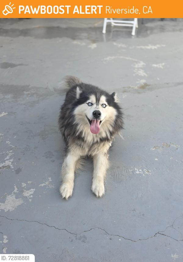 Found/Stray Male Dog last seen Wells, Riverside, CA 92501