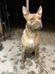 Lost Female Dog last seen Poze Blvd and Travis St. , Thornton, CO 80229