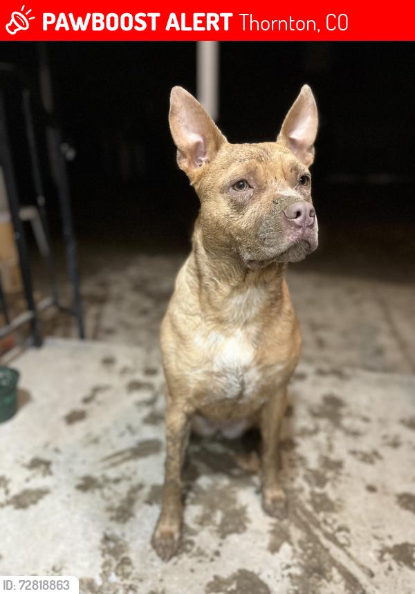 Lost Female Dog last seen Poze Blvd and Travis St. , Thornton, CO 80229