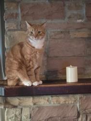 Lost Male Cat last seen Oswald and Perry st, Jenkintown, PA 19046