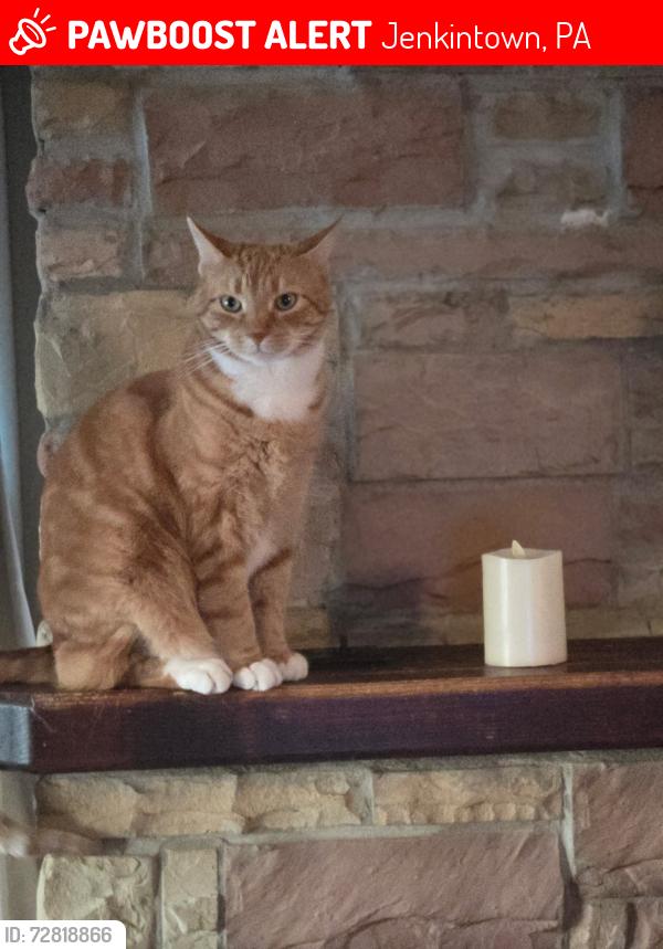 Lost Male Cat last seen Oswald and Perry st, Jenkintown, PA 19046