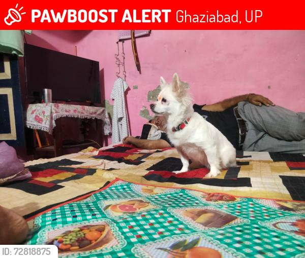 Lost Female Dog last seen Vasundhra sector 1 ram leela ground, Ghaziabad, UP 201012