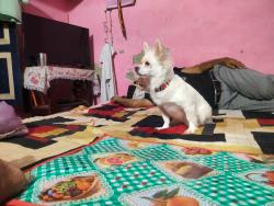Lost Female Dog last seen Vasundhra sector 1 ram leela ground, Ghaziabad, UP 201012