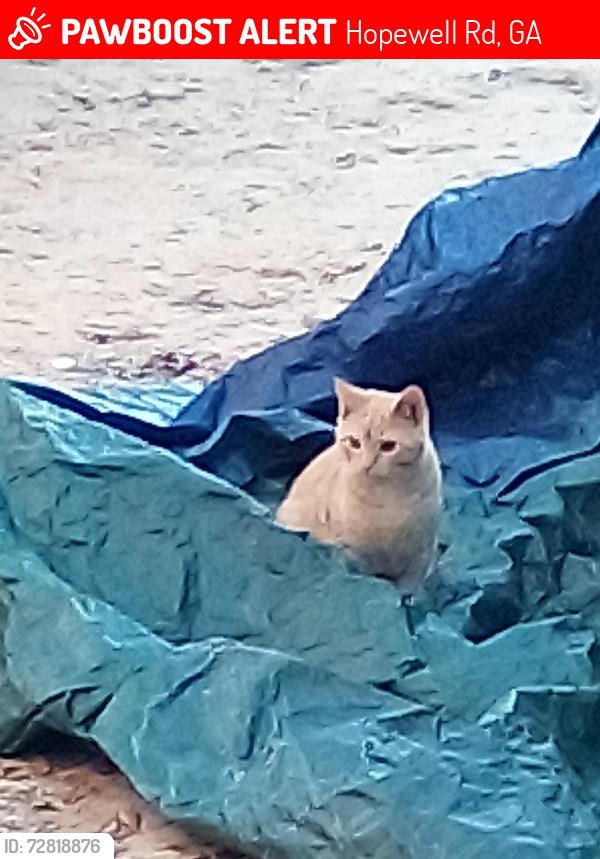 Lost Male Cat last seen Old Columbus Rd., Hopewell Rd, GA 31052