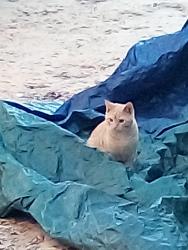 Lost Male Cat last seen Old Columbus Rd., Hopewell Rd, GA 31052