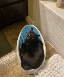 Lost Male Cat last seen Thirst drinks Saratog Springs , Saratoga Springs, UT 84045