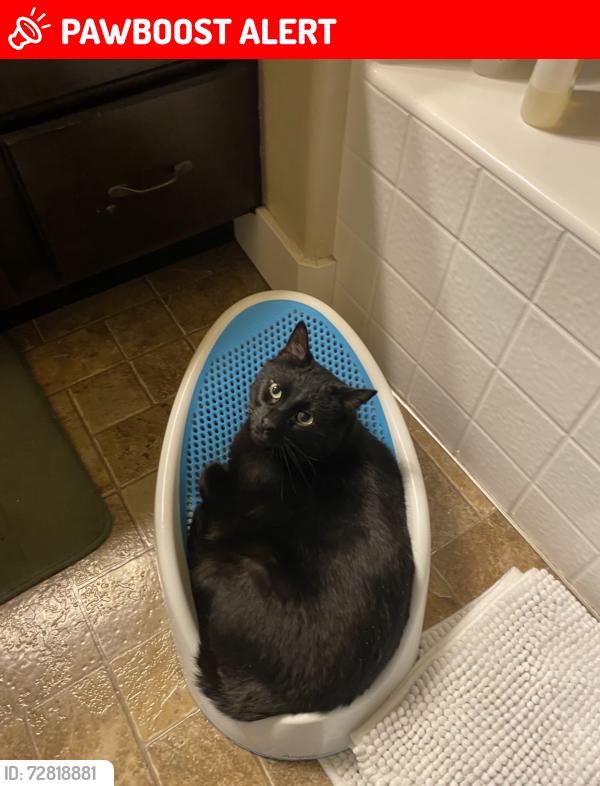 Lost Male Cat last seen Thirst drinks Saratog Springs , Saratoga Springs, UT 84045