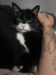 Reunited Male Cat last seen Western reserve , Crescent Springs, KY 41017
