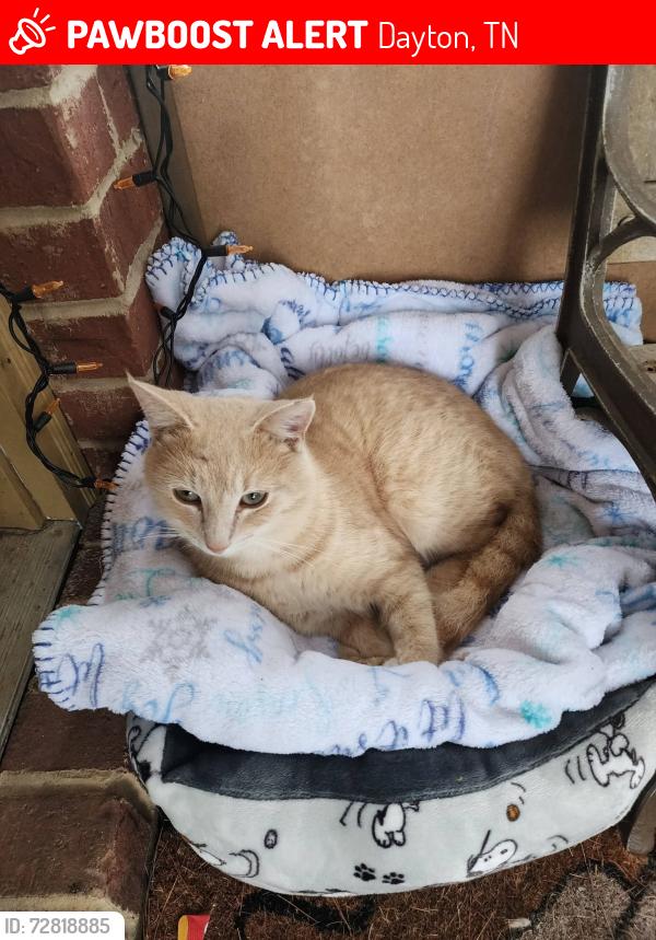 Lost Male Cat last seen 14th Ave, Railroad street, Dayton, TN 37321