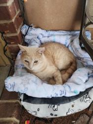 Lost Male Cat last seen 14th Ave, Railroad street, Dayton, TN 37321