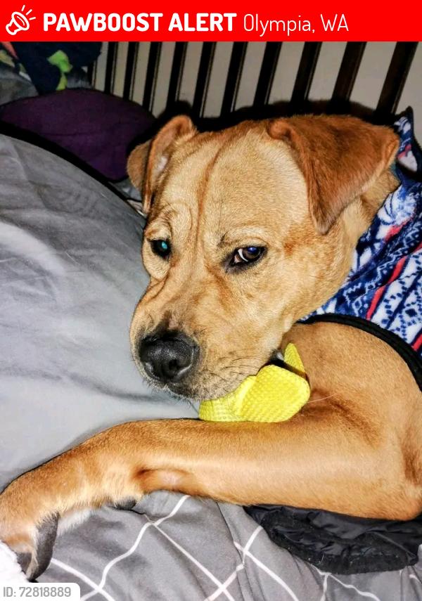 Lost Female Dog last seen 11th ave. Se Olympia wa, Olympia, WA 98501