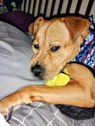 Lost Female Dog last seen 11th ave. Se Olympia wa, Olympia, WA 98501