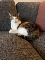 Lost Female Cat last seen Nuuanu Ave and Likini St, Honolulu, HI 96818
