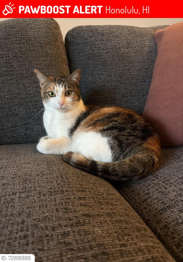 Lost Female Cat last seen Nuuanu Ave and Likini St, Honolulu, HI 96818