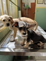 Lost Male Dog last seen The Point Church , Escondido, CA 92025