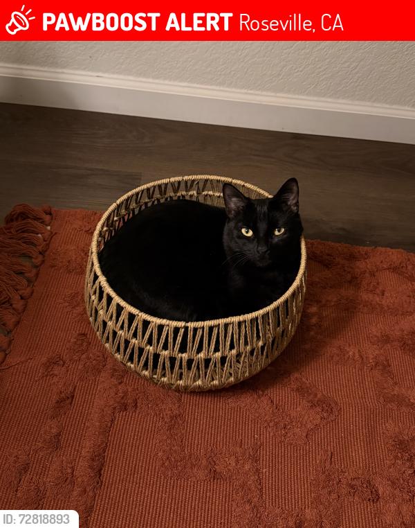 Lost Female Cat last seen Harding Blvd, Roseville, CA 95678
