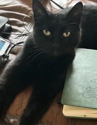 Lost Female Cat last seen Olive drive , Oceanside, CA 92056