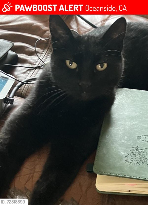 Lost Female Cat last seen Olive drive , Oceanside, CA 92056