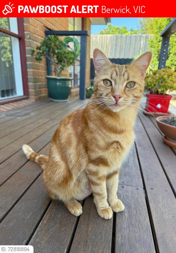 Lost Male Cat last seen Avebury Drive & Bournevale Drive, Berwick, VIC 3806