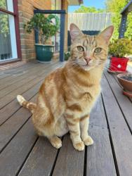 Lost Male Cat last seen Avebury Drive & Bournevale Drive, Berwick, VIC 3806