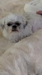 Found/Stray Female Dog last seen Jeffereson and Montgomery , Albuquerque, NM 87109