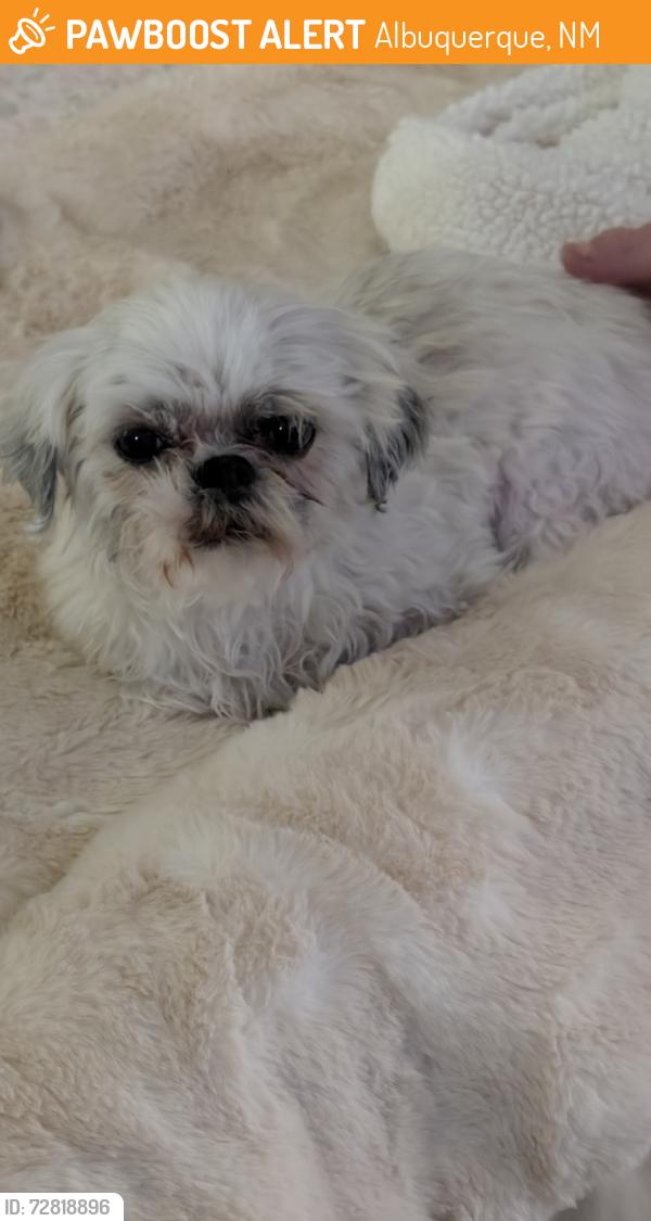 Found/Stray Female Dog last seen Jeffereson and Montgomery, Albuquerque, NM 87109