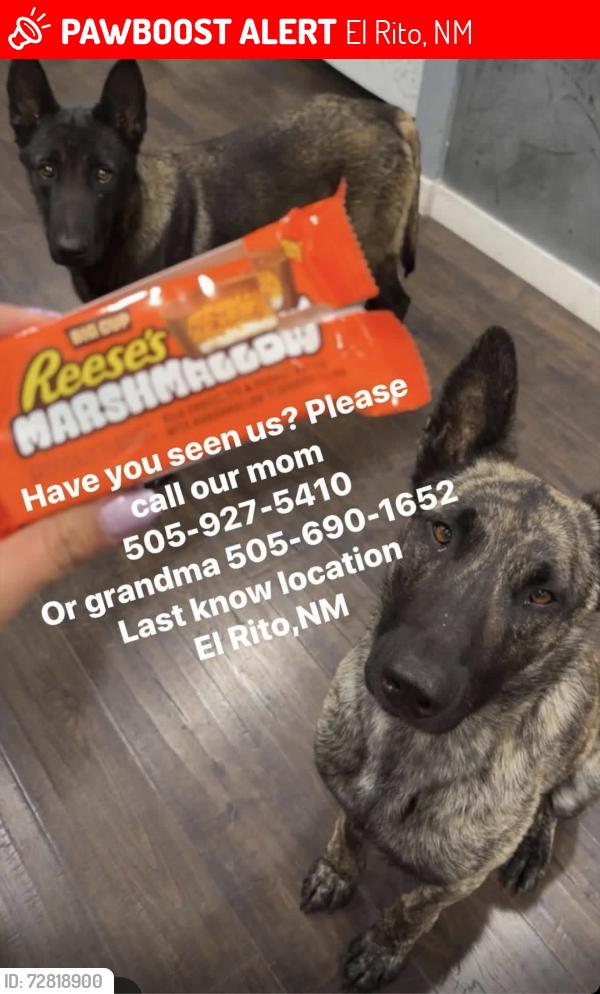 Lost Male Dog last seen El Rito NM, El Rito, NM 87530