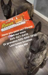 Lost Male Dog last seen El Rito NM, El Rito, NM 87530