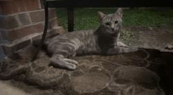 Found/Stray Male Cat last seen La Prada, Dallas, TX 75228