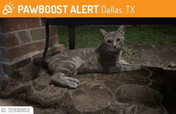 Found/Stray Male Cat last seen La Prada, Dallas, TX 75228