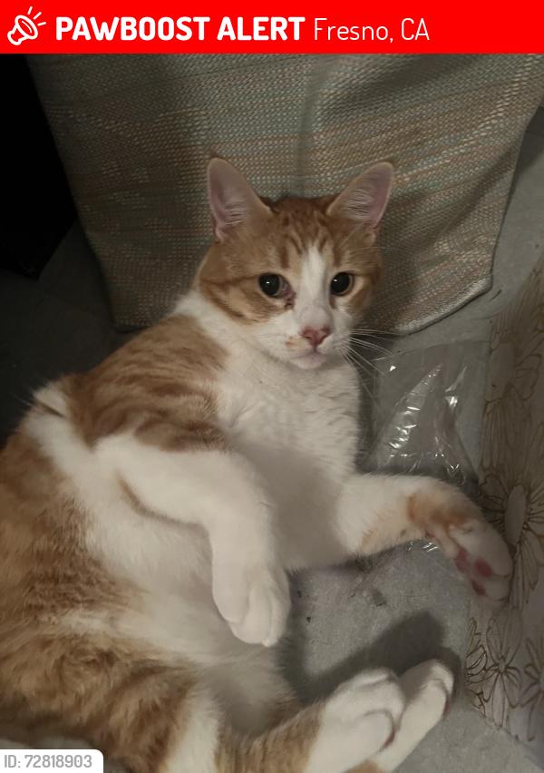 Lost Male Cat last seen Fresno & Gettysburg, Fresno, CA 93726