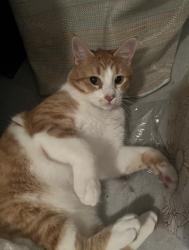 Lost Male Cat last seen Fresno & Gettysburg, Fresno, CA 93726