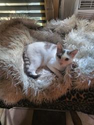 Found/Stray Female Cat last seen 59th & T St , Sacramento, CA 95817