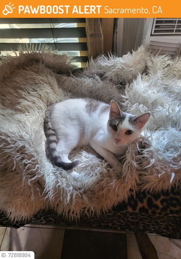 Found/Stray Female Cat last seen 59th & T St , Sacramento, CA 95817