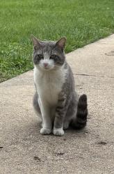 Found/Stray Male Cat last seen La Prada, Dallas, TX 75228