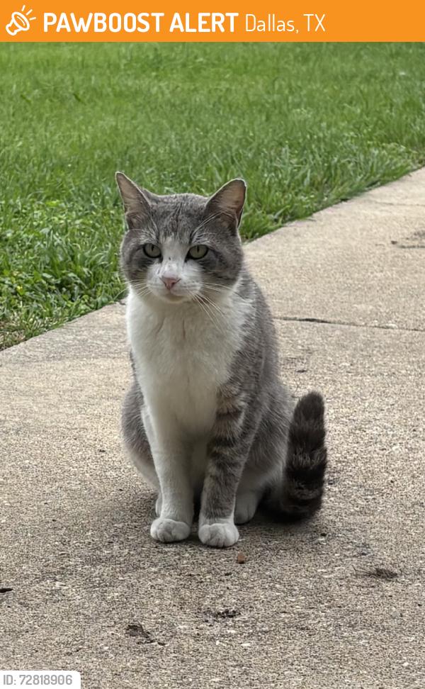 Found/Stray Male Cat last seen La Prada, Dallas, TX 75228