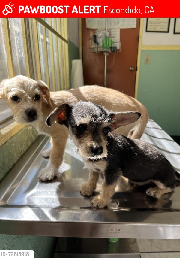 Lost Male Dog last seen The Point Chuch, Escondido, CA 92025